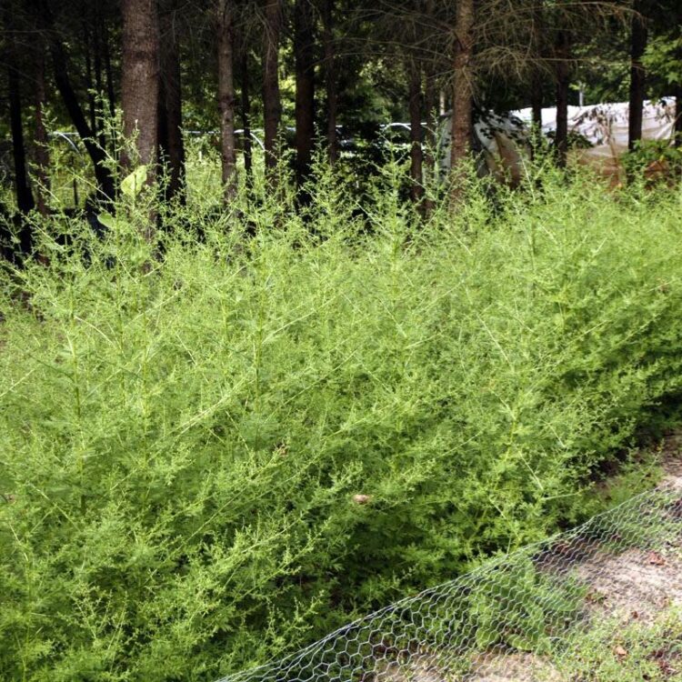 Sweet Wormwood bush