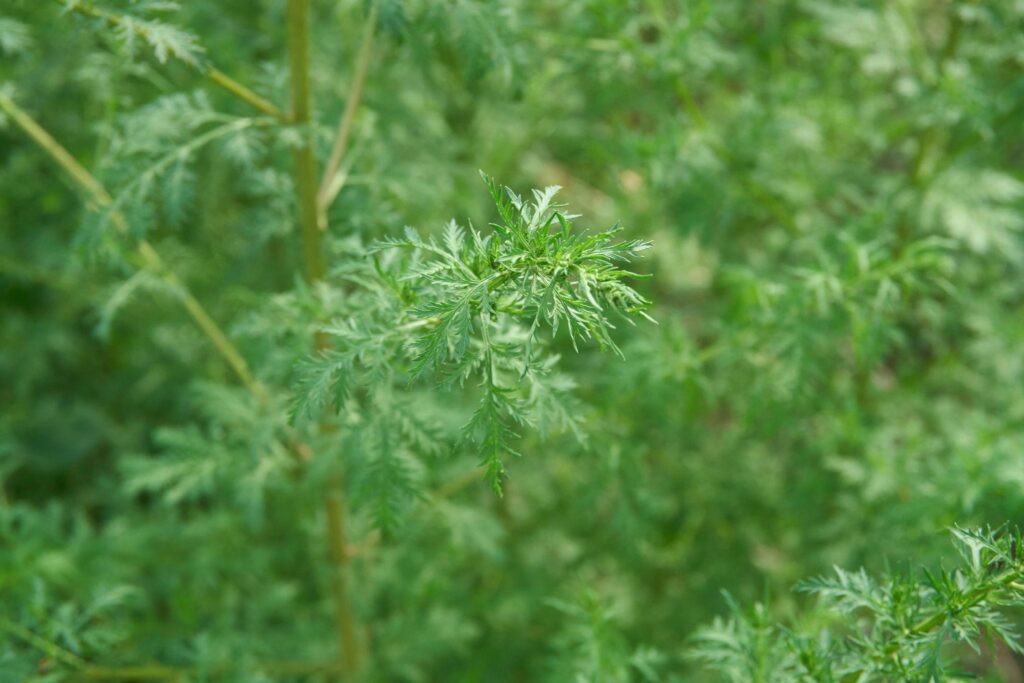 Close up of Sweet Wormwood