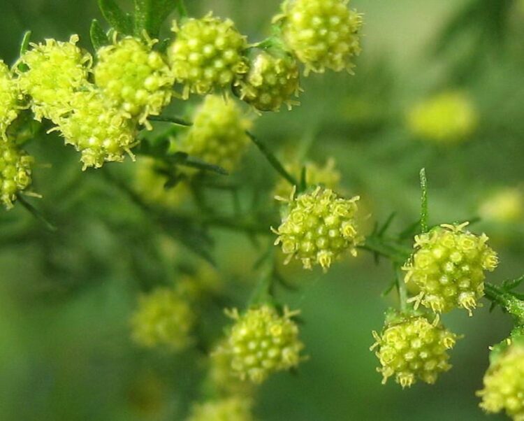 Sweet Wormwood flowers