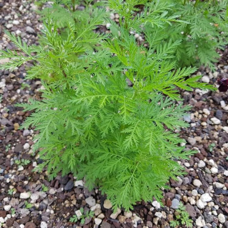 Sweet Wormwood