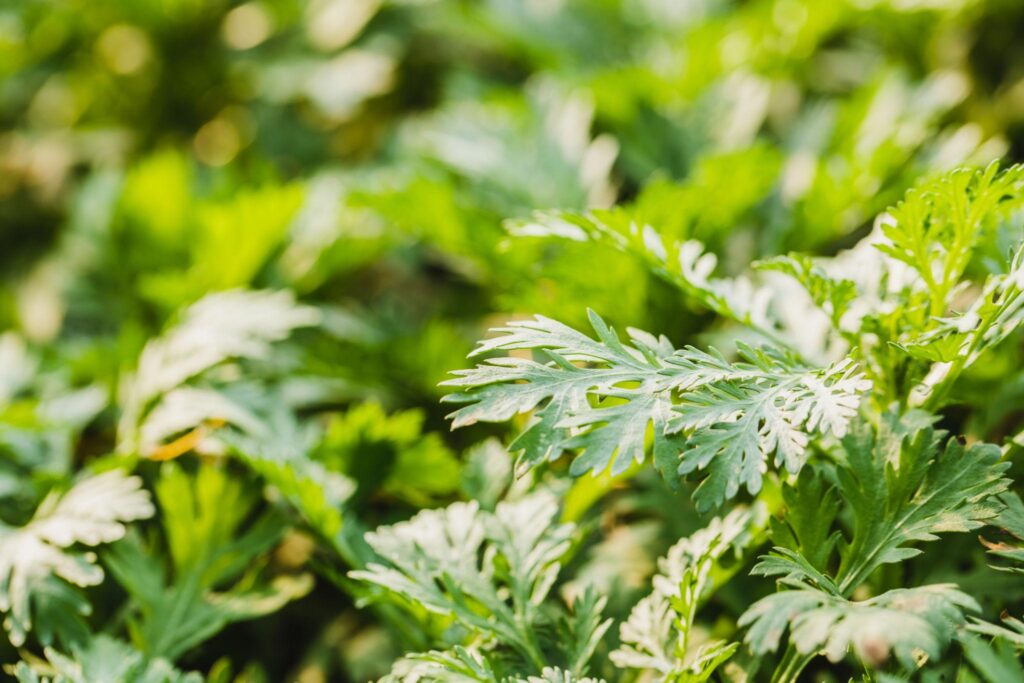 chinese mugwort