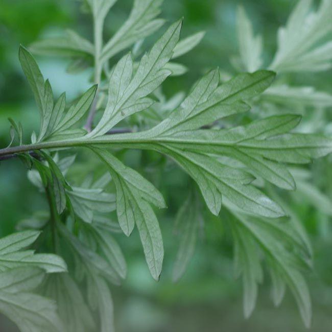 underneath of chinese mugwort