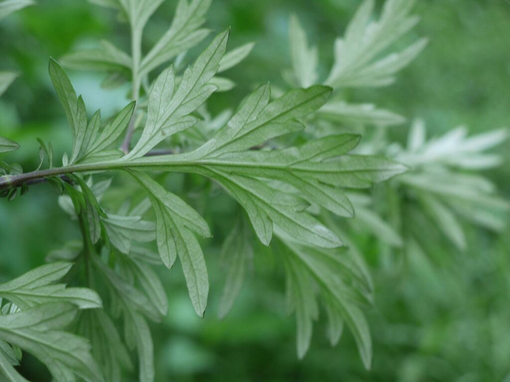 underneath common mugwort