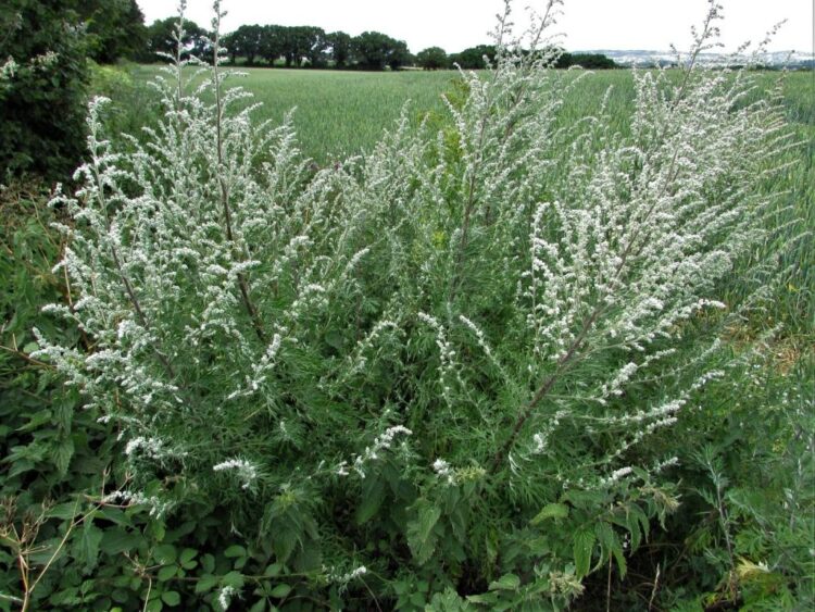 common mugwort bush