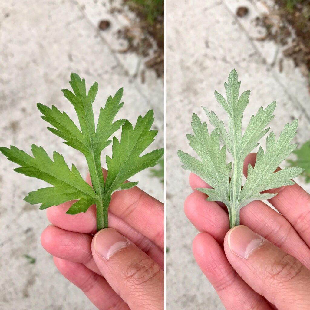 identify mugwort