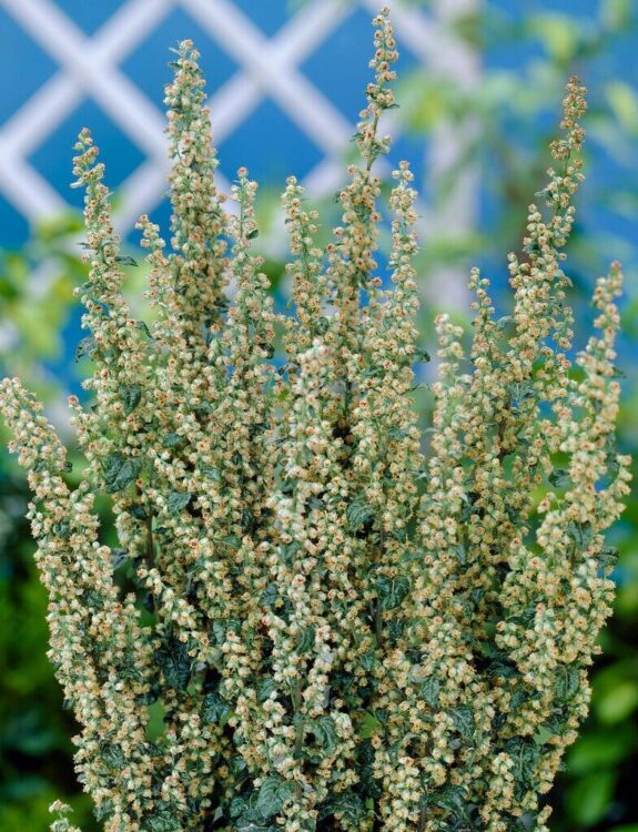 identify mugwort tall bush