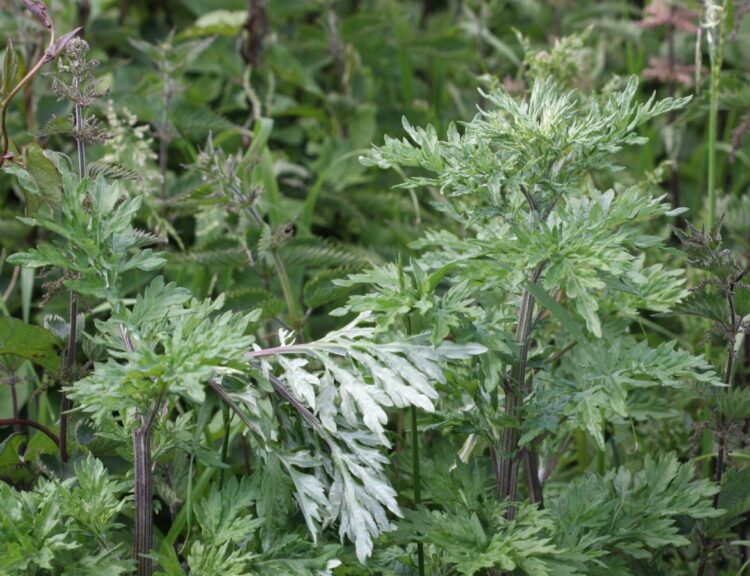 identify mugwort bush