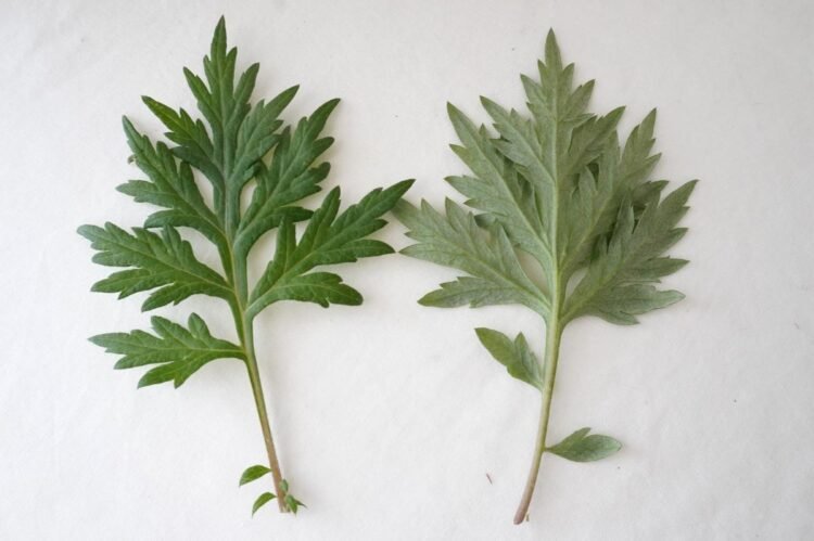 identify mugwort featured image