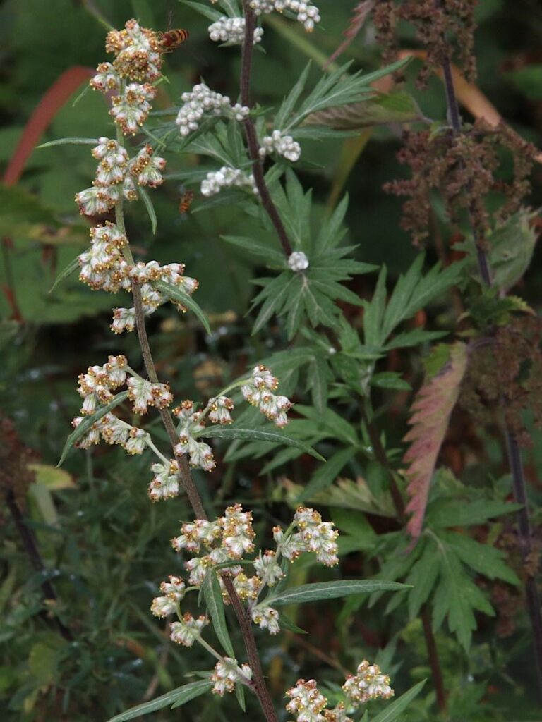 identify mugwort with flowers