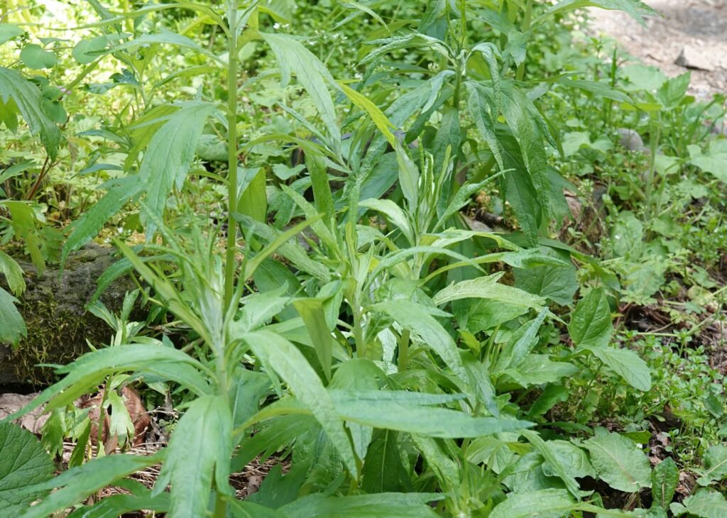 Douglas Mugwort
