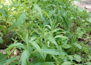 Douglas Mugwort
