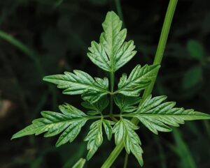 Japanese Mugwort