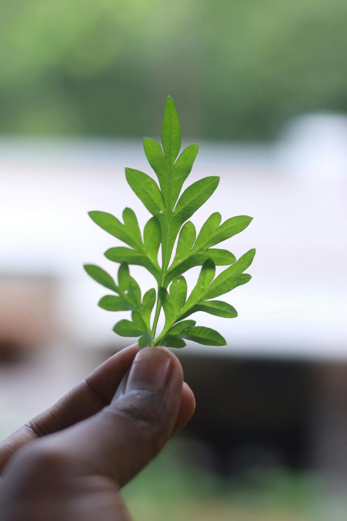 person holding a Mugwort leaf