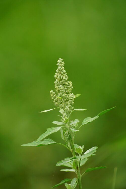 mugwort types