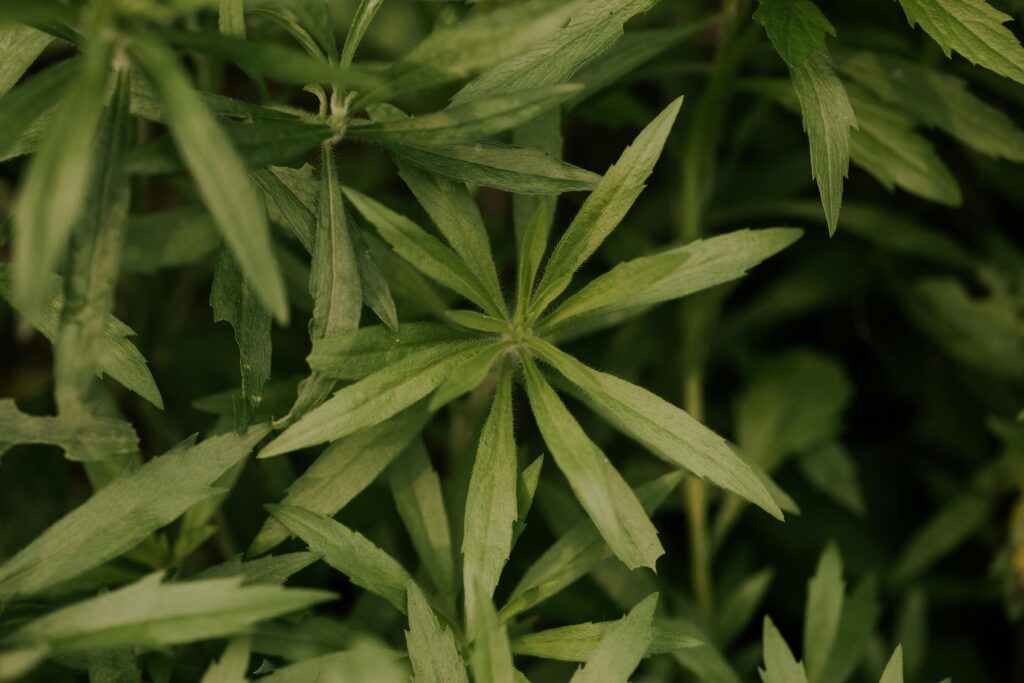 common mugwort