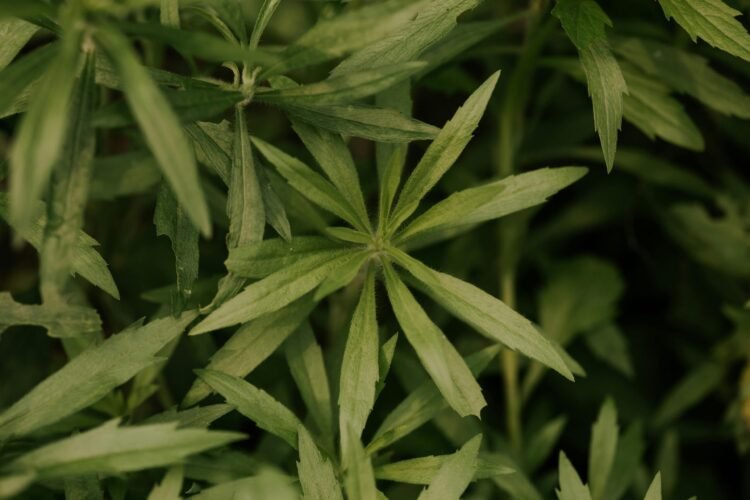 what is mugwort? picture of common mugwort