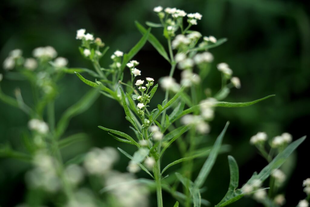 White Mugwort