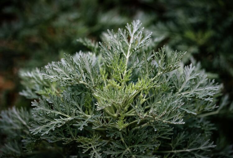 Common Mugwort