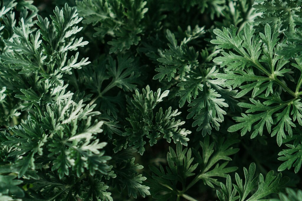 Korean Mugwort
