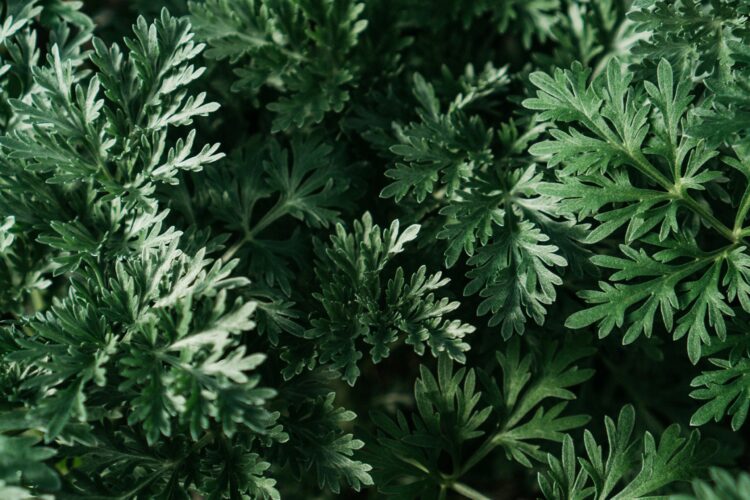 Korean Mugwort