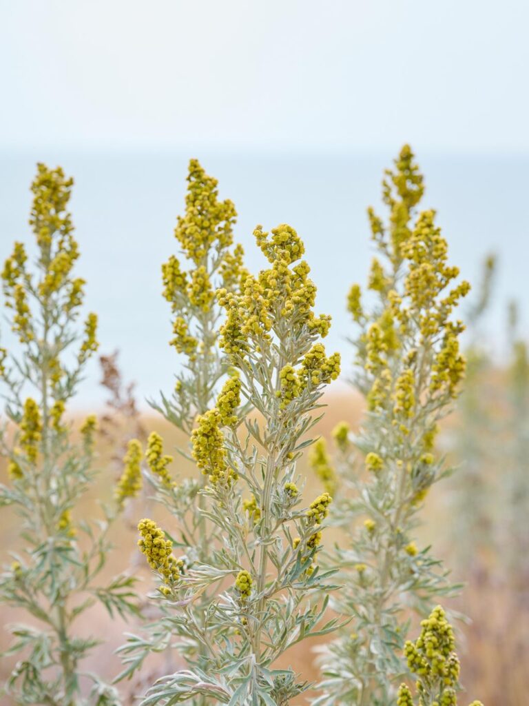 wormwood mugwort