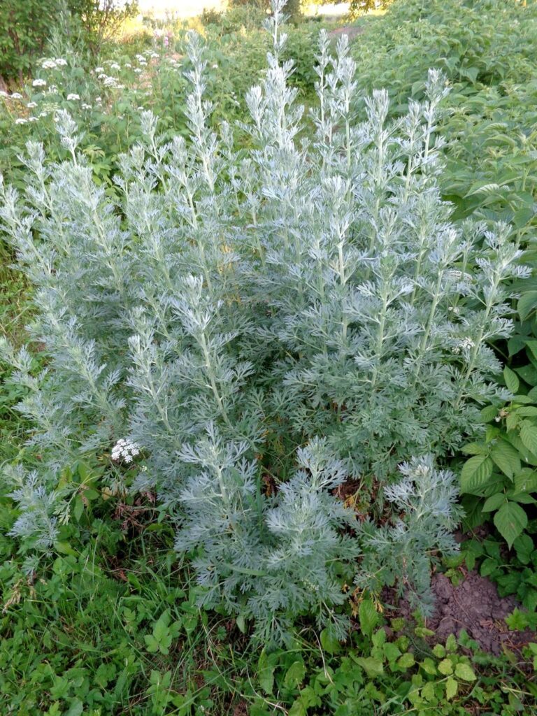 wormwood mugwort bush
