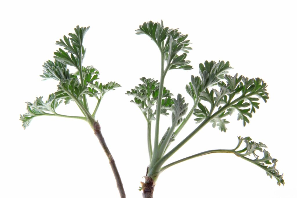 close up of wormwood mugwort