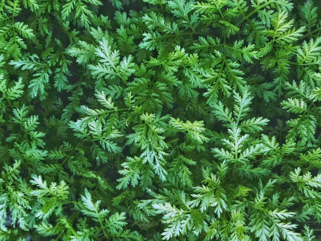 close up of mugwort